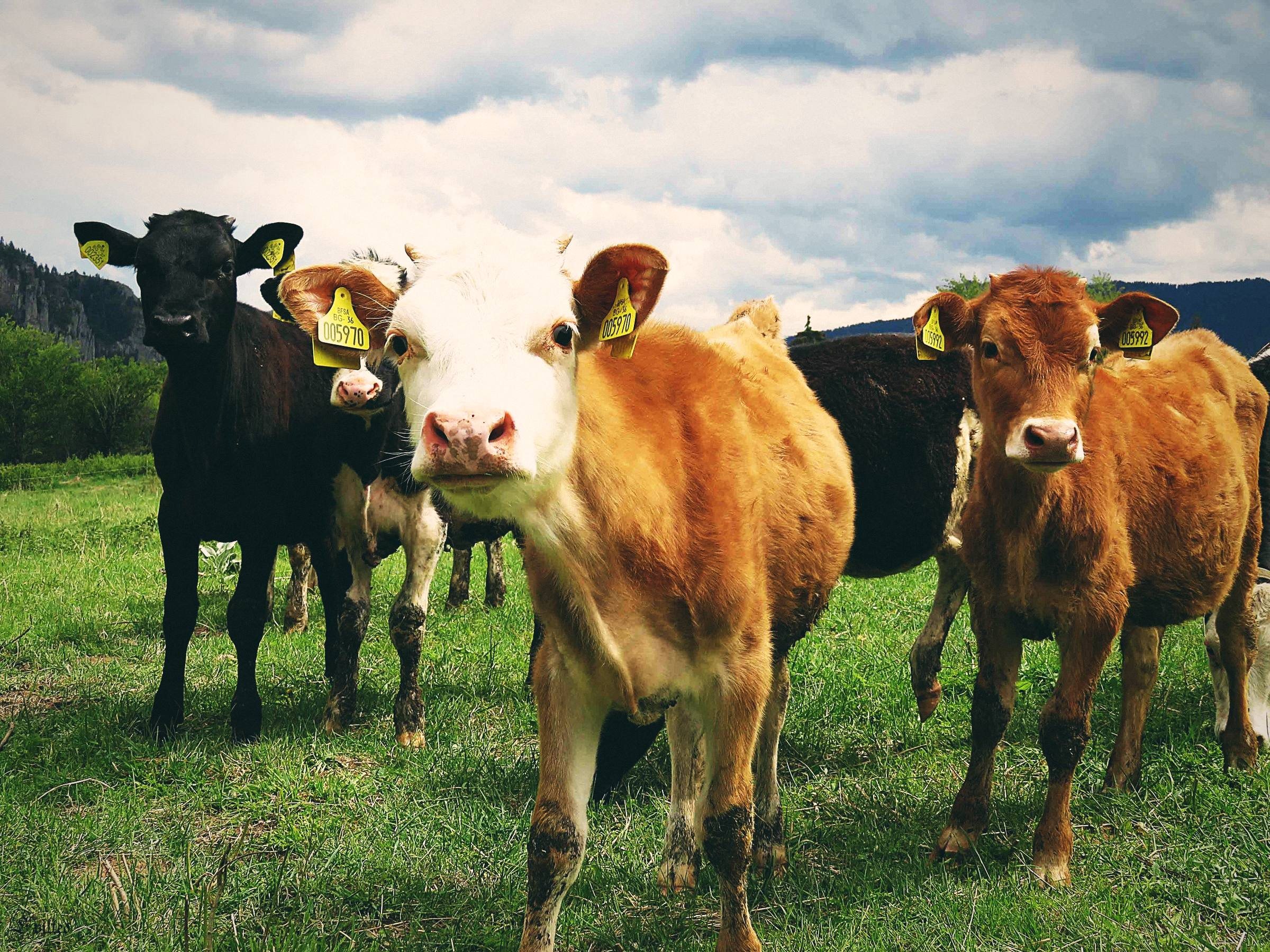 Curious cows in a green paddock