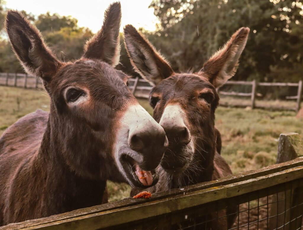 Friendly donkeys at a farm fence, Tallebudgera, Gold Coast hinterland