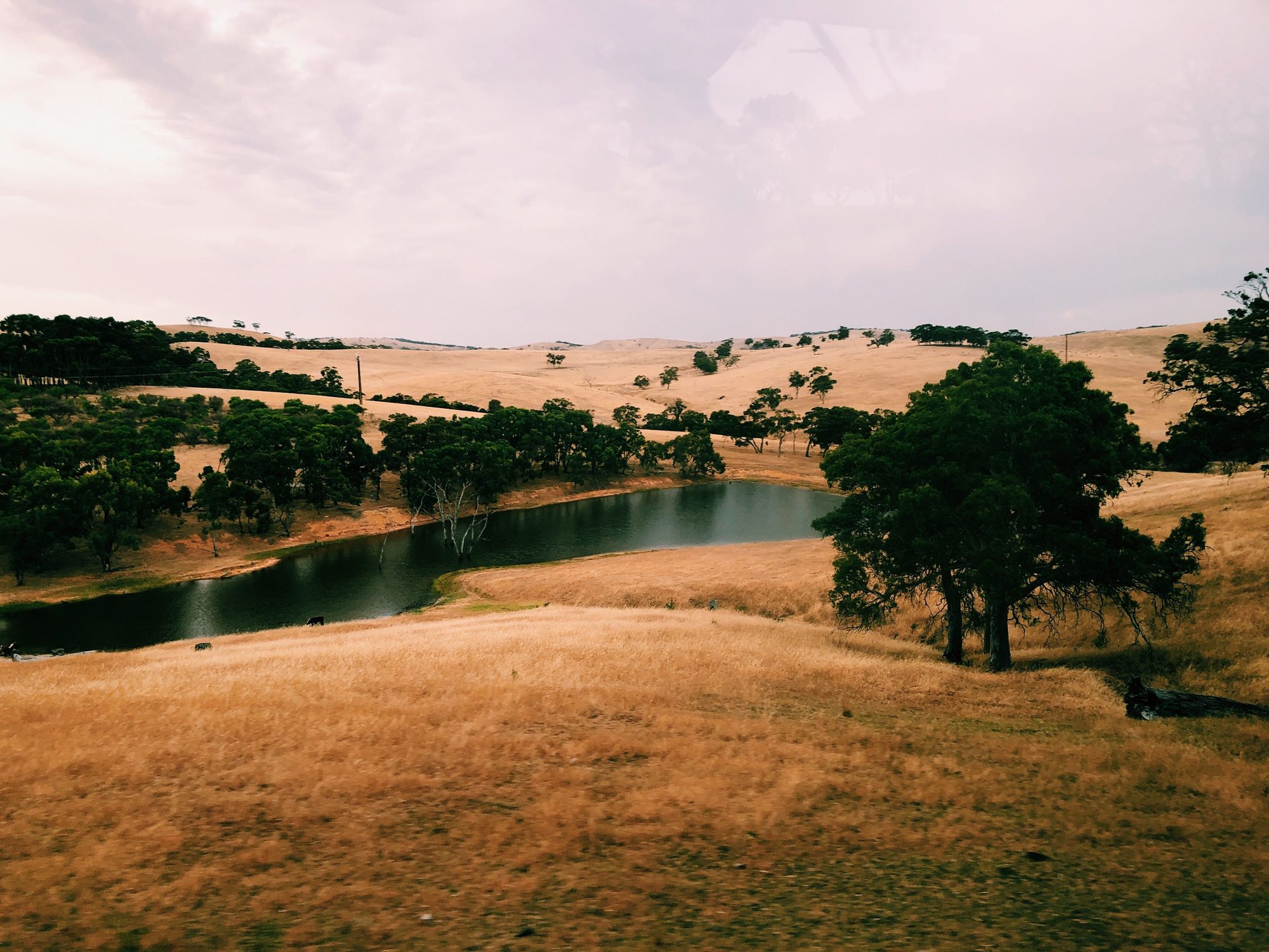 Golden hinterland paddock with a farm dam, Tallebudgera Valley, Gold Coast, The Old School Cleaning Co.